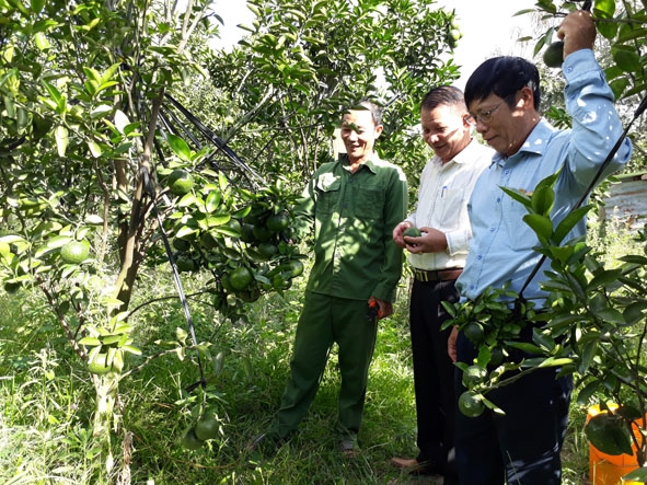 Lãnh đạo Hội CCB huyện Cư Kuin tham quan mô hình kinh tế của ông Vương Mạnh Cường (bìa trái). 