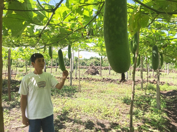 Anh Nguyễn Văn Dương trong vườn bí chanh.