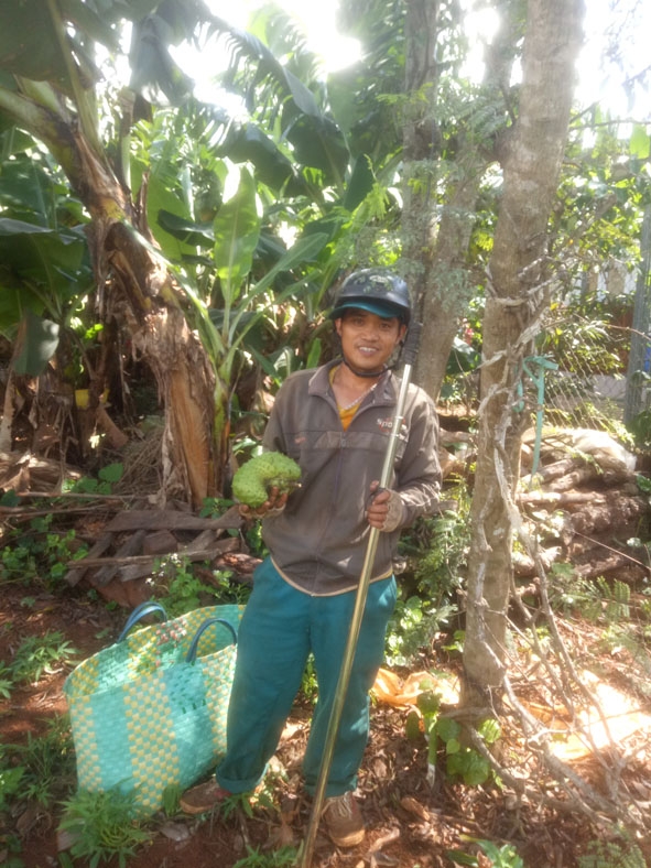 Anh Nguyễn Công Sơn (khối 2,  thị trấn Phước An) trong một lần đi hái mãng cầu. 