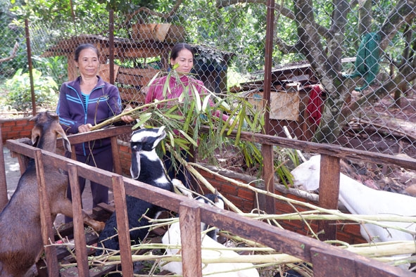 Chăn nuôi dê mang lại  thu nhập  ổn định  cho gia đình  bà Nguyễn  Thị Gấm  (bên trái).   