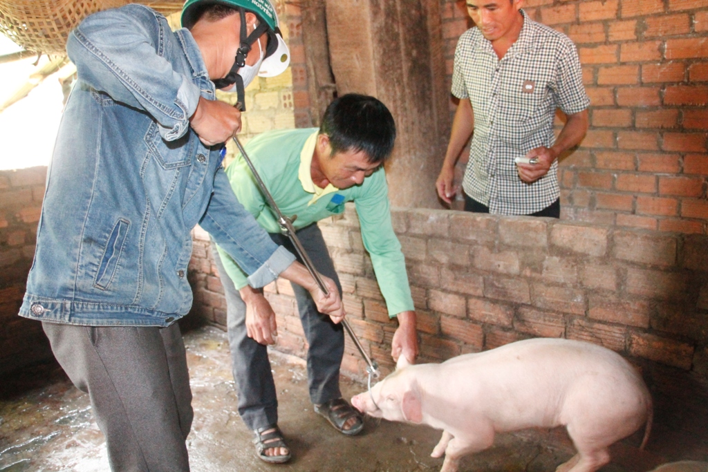 Cán bộ thú y lấy mẫu xét nghiệm vi rút dịch tả heo châu Phi.