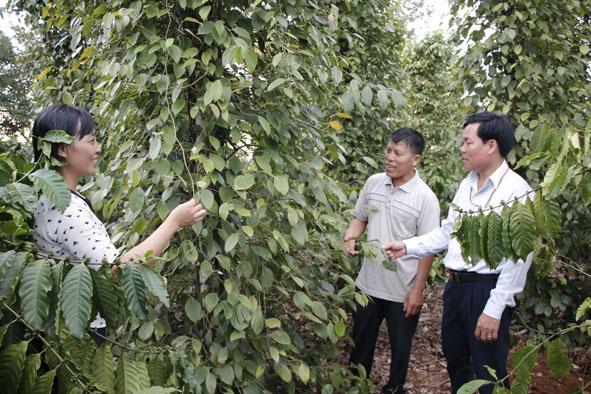 Ông Đỗ Quý Toán (giữa) giới thiệu về mô hình đa cây nhà mình.   