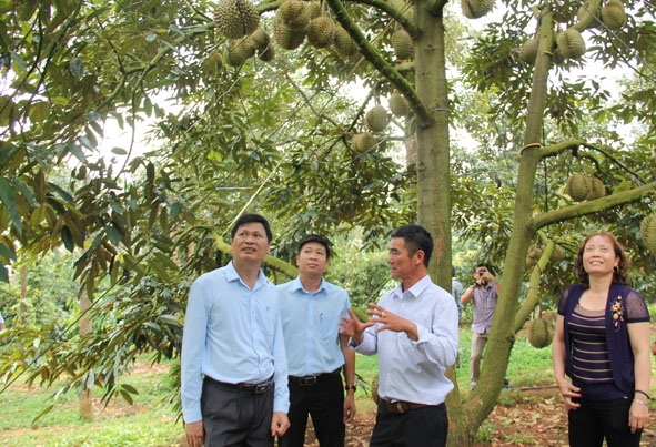 Hội viên Hội Cây ăn quả Đắk Lắk đi tham quan và học tập thực tế tại vườn sầu riêng ở xã Tân Lập (huyện Krông Búk).   