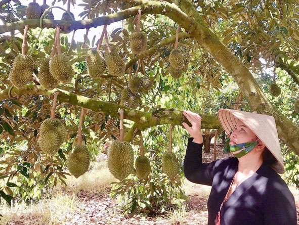 Mô hình trồng sầu riêng của gia đình bà Đinh Thị Mận (phường Thiện An, thị xã Buôn Hồ).