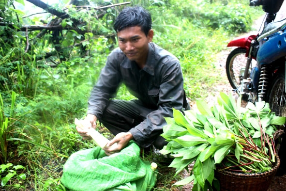 Anh Y Rứ Ksơr bên bao măng hái từ rừng. 