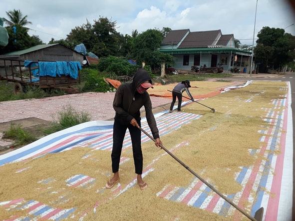 Gia đình bà Trần Thị Nga (xã Ea Lê) tranh thủ phơi lúa sau khi thu hoạch.  