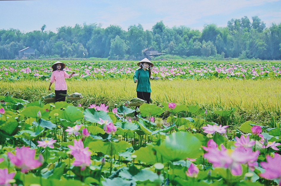 Đồng Tháp mùa sen nở.