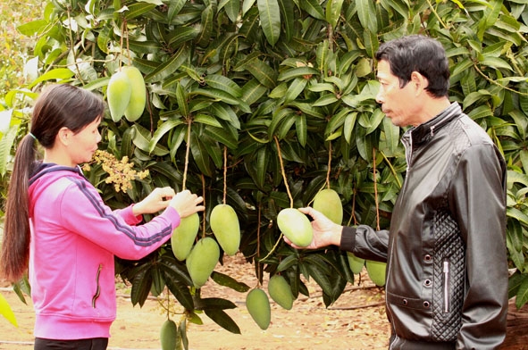Chị Nguyễn Thị Hoài (buôn N’Drếch B, xã Ea Huar, huyện Buôn Đôn) giới thiệu về quy trình trồng, chăm sóc, thu hoạch xoài. 