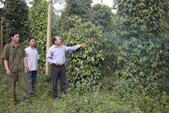 Các thành viên Tổ an ninh trật tự ở thôn Ea Krôm, xã Cư Né tuần tra bảo đảm an ninh tại khu vực rẫy của người dân. 