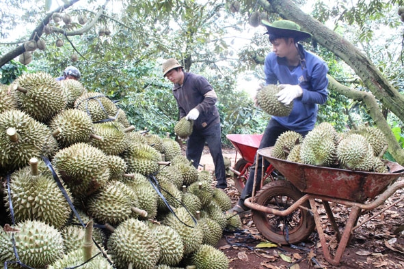 Thương lái thu mua và tập kết sầu riêng của vườn gia đình anh Khuất Duy Thái (xã Ea Tân, huyện Krông Năng).  