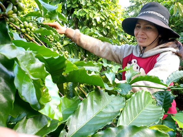 Chị H’Niết Mlô bên vườn cà phê xen tiêu tươi tốt.  