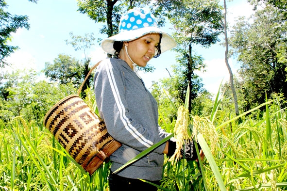 Thiếu nữ trên nương lúa rẫy. 