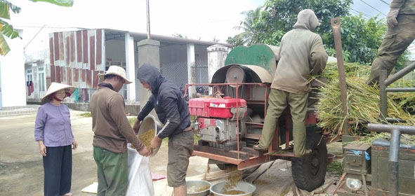 Đội gặt lúa thuê của thôn Cao Thành (xã Ea Kao, TP. Buôn Ma Thuột) đang tuốt lúa  và đóng bao sau khi gặt xong. 
