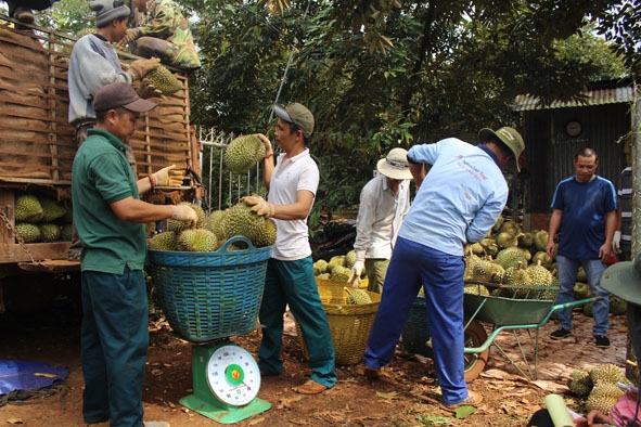 Sầu riêng của THT Phước Lợi (xã Ea Kênh, huyện Krông Pắc) được thương lái thu mua tận vườn.