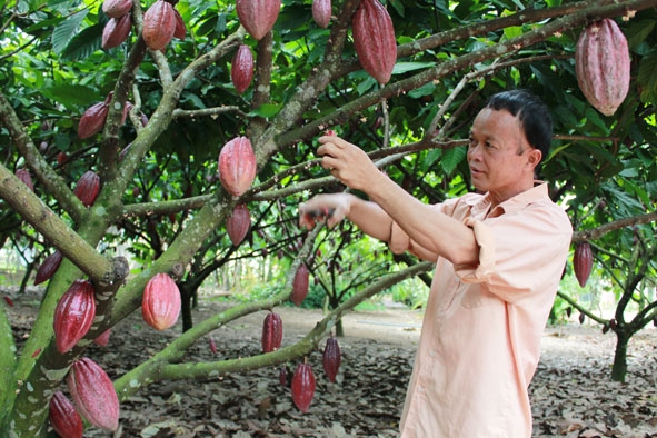 Nông dân trồng ca cao ở xã Ea Sar (huyện Ea Kar) chăm sóc vườn cây. 