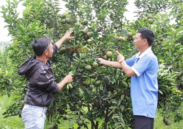 Ban Giám đốc HTX Nông nghiệp và Du lịch Sêrêpốk 3 trao đổi về kỹ thuật canh tác và điều tiết cam sành ra trái đúng thời điểm.  