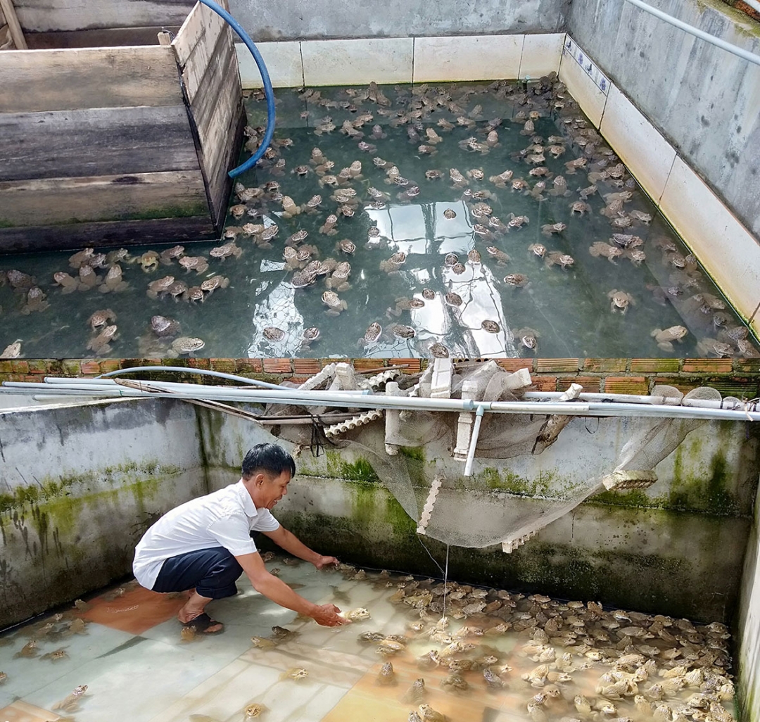 Cựu chiến binh Thiều Đình Thành với mô hình nuôi ếch thương phẩm mang hiệu quả kinh tế cao. 