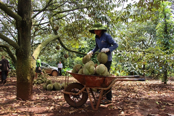 Sầu riêng được phân loại ngay từ gốc để ước lượng sản lượng và chất lượng.  