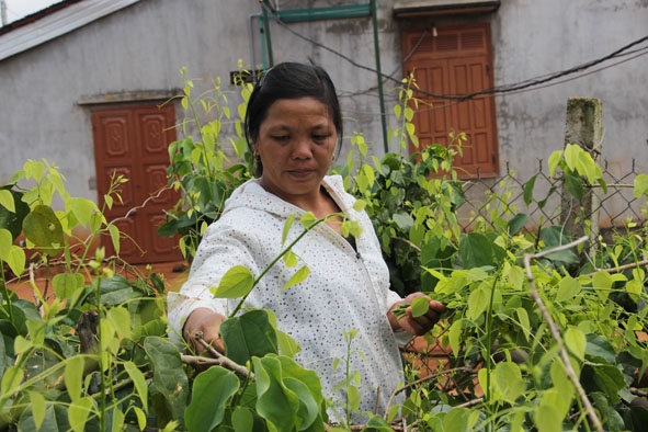 Mô hình trồng rau bò khai của Vi Thị Thu (thôn Tam Hiệp).