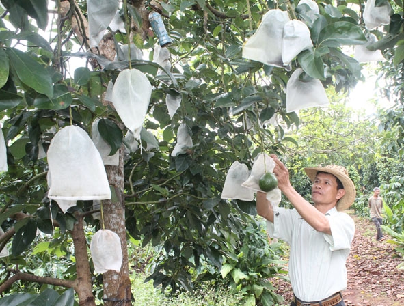 Vườn bơ sản xuất theo tiêu chuẩn VietGAP của gia đình ông Bùi Thanh Huỳnh đã có thể thu hoạch  nhưng chưa bán được vì giá thấp.  