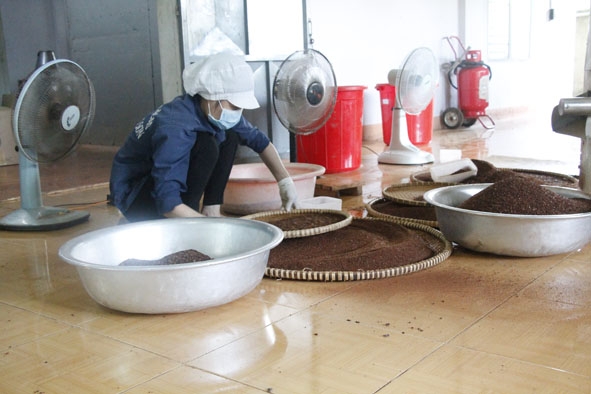 Công đoạn chế biến hạt ca cao thô ở Công ty TNHH Ca cao Nam Trường Sơn (xã Ea Na, huyện Krông Ana).  