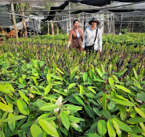 Chị Nguyễn Thị Lan (bên phải) trong vườn ươm cây giống của gia đình.