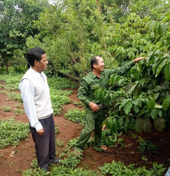 Người dân xã Cư Né chia sẻ kinh nghiệm chăm sóc cà phê.  