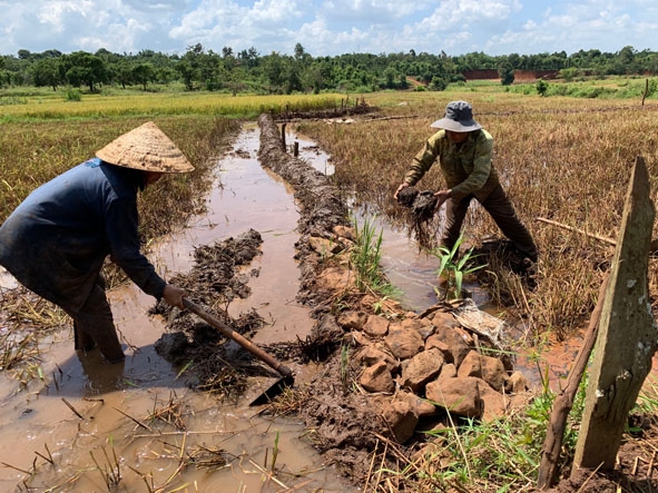 Vợ chồng ông Y Noi Niê đang dọn đá ở chân ruộng.