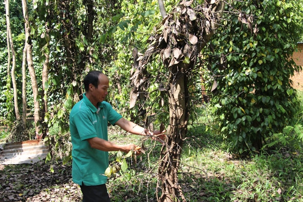 Vườn tiêu của hộ ông Nguyễn An Thạnh (thôn 3, xã Ea Bhốk) bắt đầu chết rải rác.