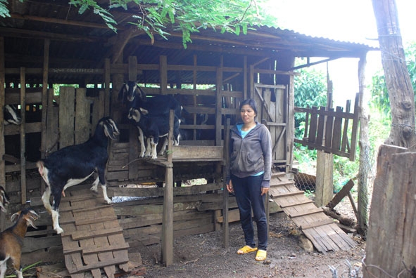 Chị Luyến chăm đàn dê. 