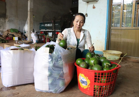 Chị Nguyễn Thị Nhỏ đóng gói bơ giao cho khách. 