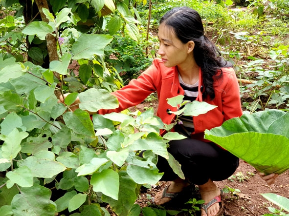 Nguyên liệu nấu ăn hái từ vườn, rẫy. 