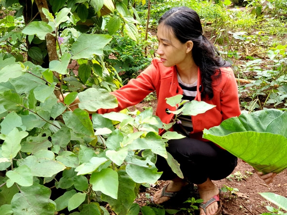 Nguyên liệu nấu ăn hái từ vườn, rẫy. 