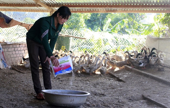 Chị Trần Thị Hà ở buôn Tung 1 (xã Buôn Triết, huyện Lắk) chăm sóc đàn vịt. 