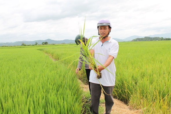 Anh Nguyễn Văn Long (thôn Giang Đông 1) đi kiểm tra ruộng lúa của gia đình.