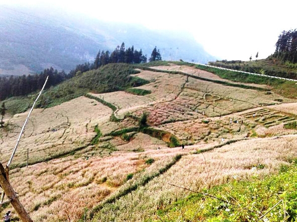 Những triền hoa tam giác mạch ở Si Ma Cai.