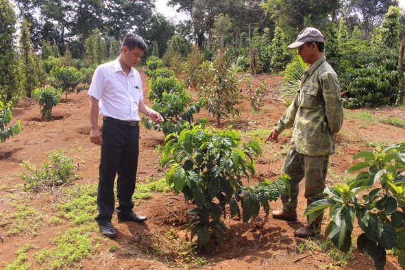 Một mô hình trồng cà phê xen canh các loại cây ăn trái của nông dân phường Bình Tân (TX. Buôn Hồ).