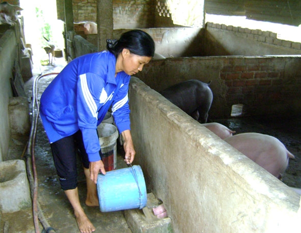 Sau khi  tham gia lớp học nghề chăn nuôi thú y, chị Dương Thị Luyến  ở thôn Cư An  đã nuôi heo  hiệu quả,  tăng thu nhập.
