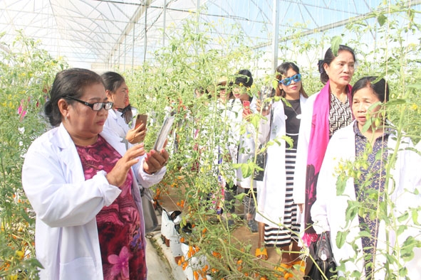 Hội viên phụ nữ tỉnh Mundulkiri (Vương quốc Campuchia) tham quan mô hình kinh tế tại xã Ea Nuôl, huyện Buôn Đôn.