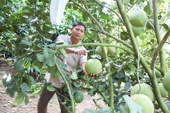 Vườn bưởi canh tác theo hướng hữu cơ của hộ anh Phạm Văn Trọng  (xã Hòa Phú, TP. Buôn Ma Thuột).  