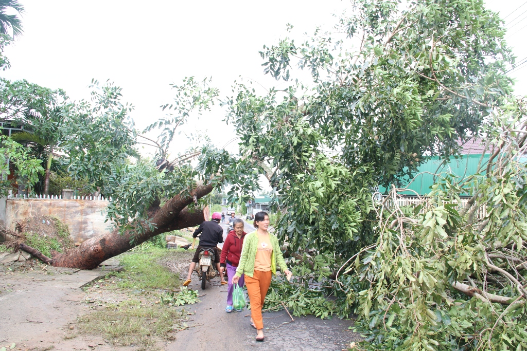 Một gốc cây lớn tại tổ dân phố 1, thị trấn MĐrắk (huyện MĐrắk) bị gió bão số 5  đánh bật gốc.    Ảnh: T.Ninh