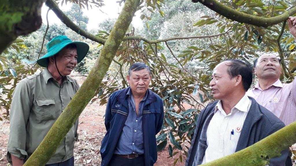 Thương binh Võ Lâm Chính (bìa trái) chia sẻ cách trồng, chăm sóc cây sầu riêng  với hội viên cựu chiến binh. 