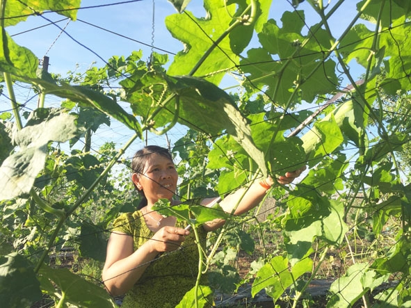 Chị Reo cắt mướp bán cho khách.