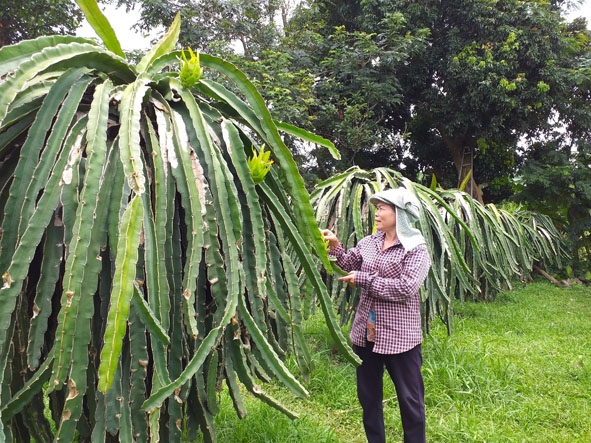 Chị Thu chăm sóc vườn thanh long ruột đỏ của gia đình. 