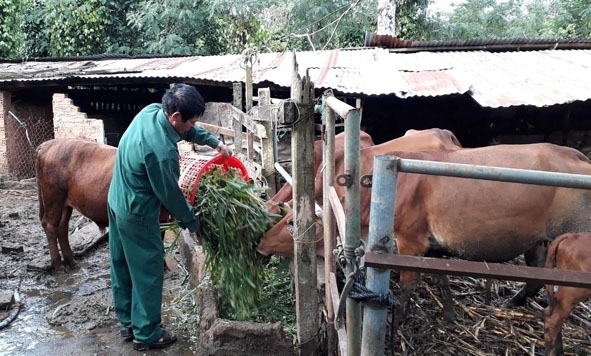 CCB Phan Hữu Lý phát triển chăn nuôi bò từ nguồn vốn vay tín dụng chính sách.