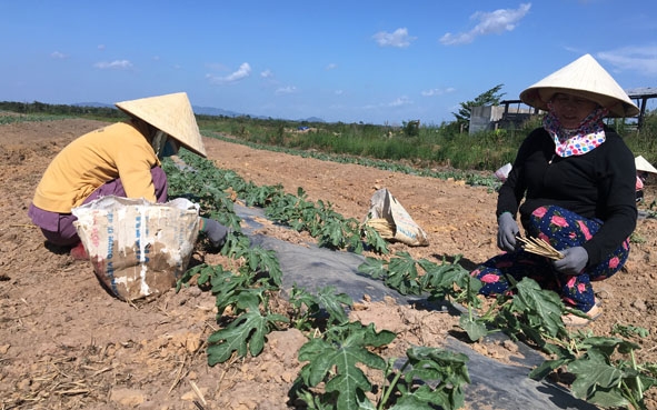 Nhân công làm thuê cho các chủ ruộng dưa ở huyện Ea Súp.