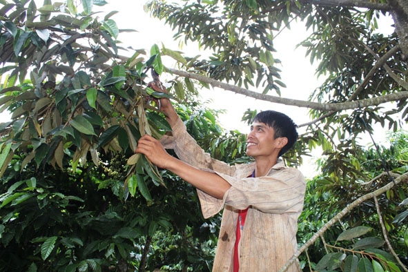 Anh Hùng đang  chăm sóc vườn cây của  gia đình. 