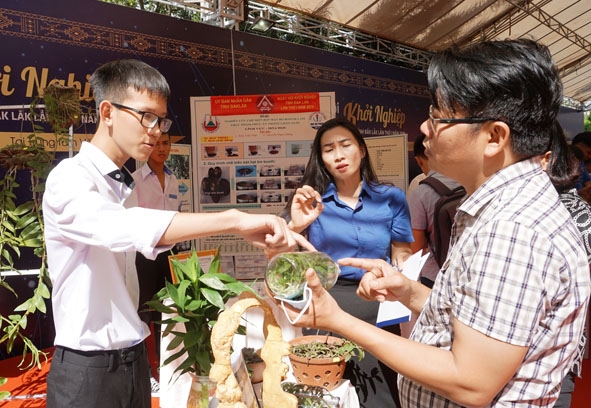 Em Phạm Quốc Cường (lớp 11A10, Trường THPT Lê Quý Đôn, TP. Buôn Ma Thuột) giới thiệu về loài lan rừng giả hạc do mình nhân giống. 