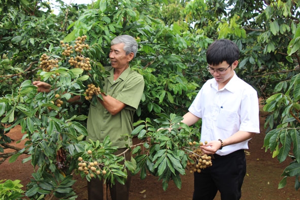 Mô hình trồng nhãn của đảng viên Nguyễn Hữu Nhị (bên trái) ở xã Krông Búk.  