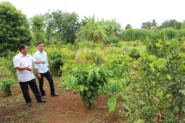 Ông Võ Nam, Phó Bí thư Đảng bộ thị trấn Phước An chia sẻ kinh nghiệm chuyển đổi cơ cấu cây trồng với đảng viên trẻ Chi bộ tổ dân phố 16.